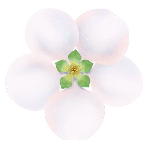 illustration of chokecherry blossom