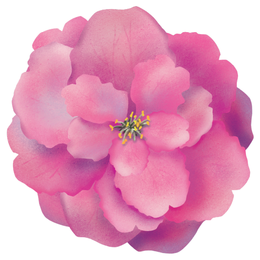 illustration of Kwanzan blossom