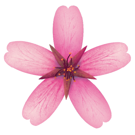 illustration of Okame blossom