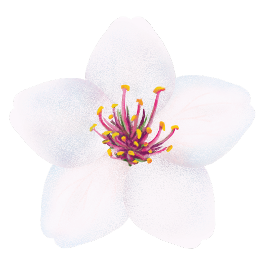 illustration of snowgoose blossom