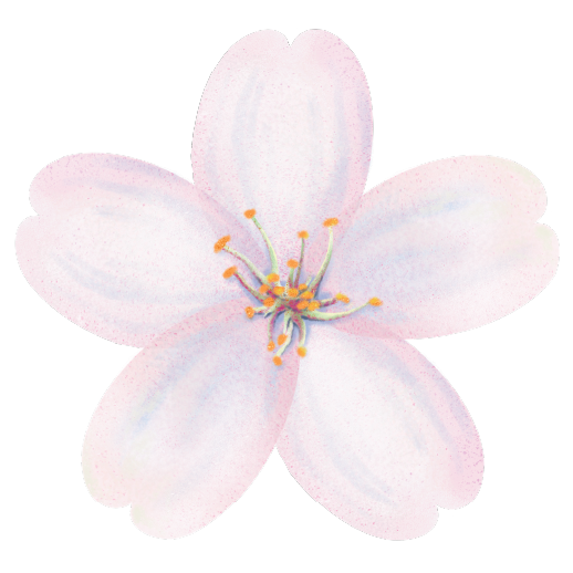 illustration of yoshino blossom