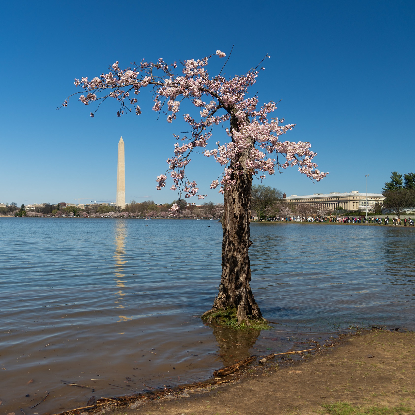 Stumpy in bloom, standing in floodwater with the Washington Monument in the background